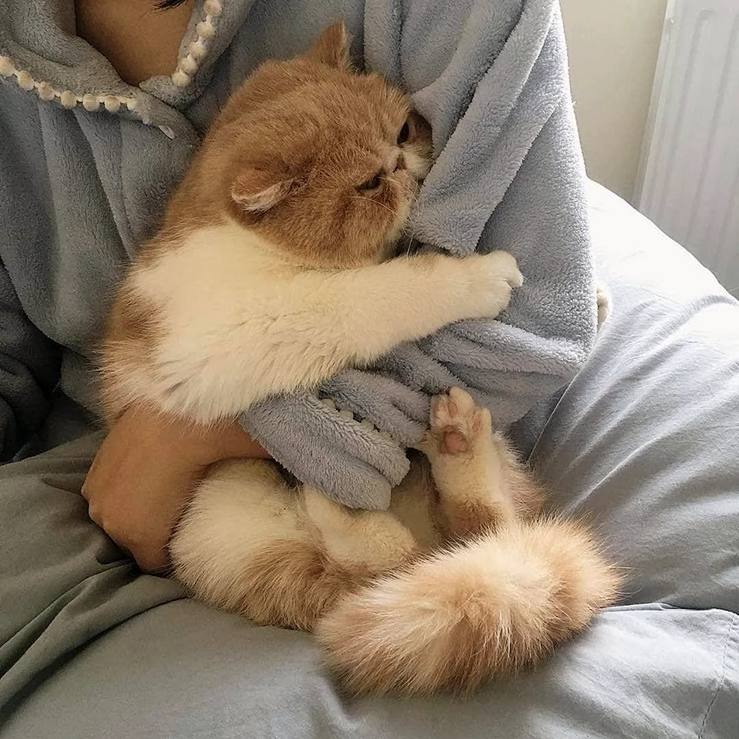 Милые котики