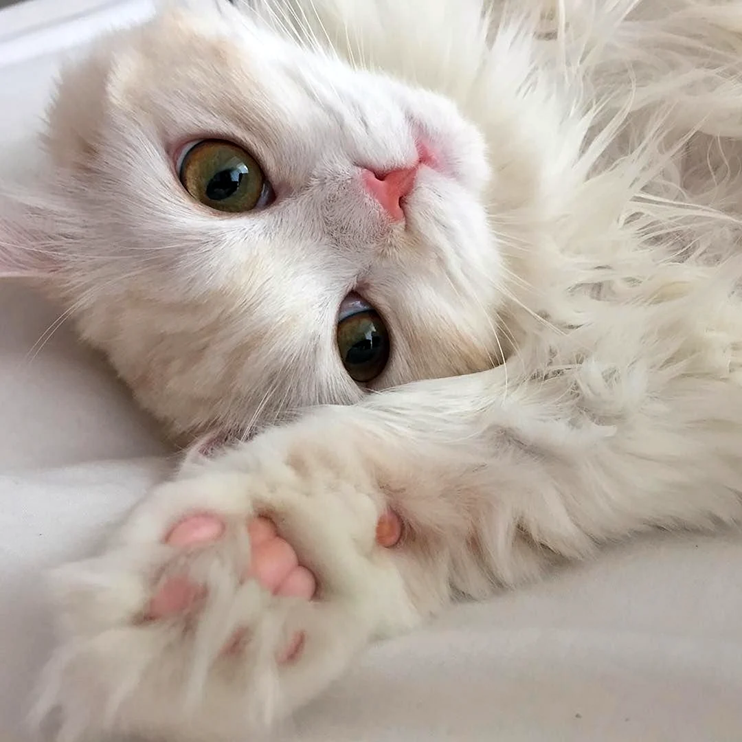 Милые котики