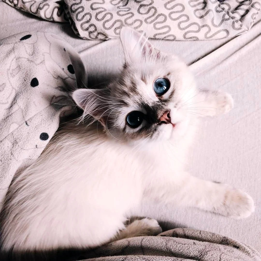 Милые котики