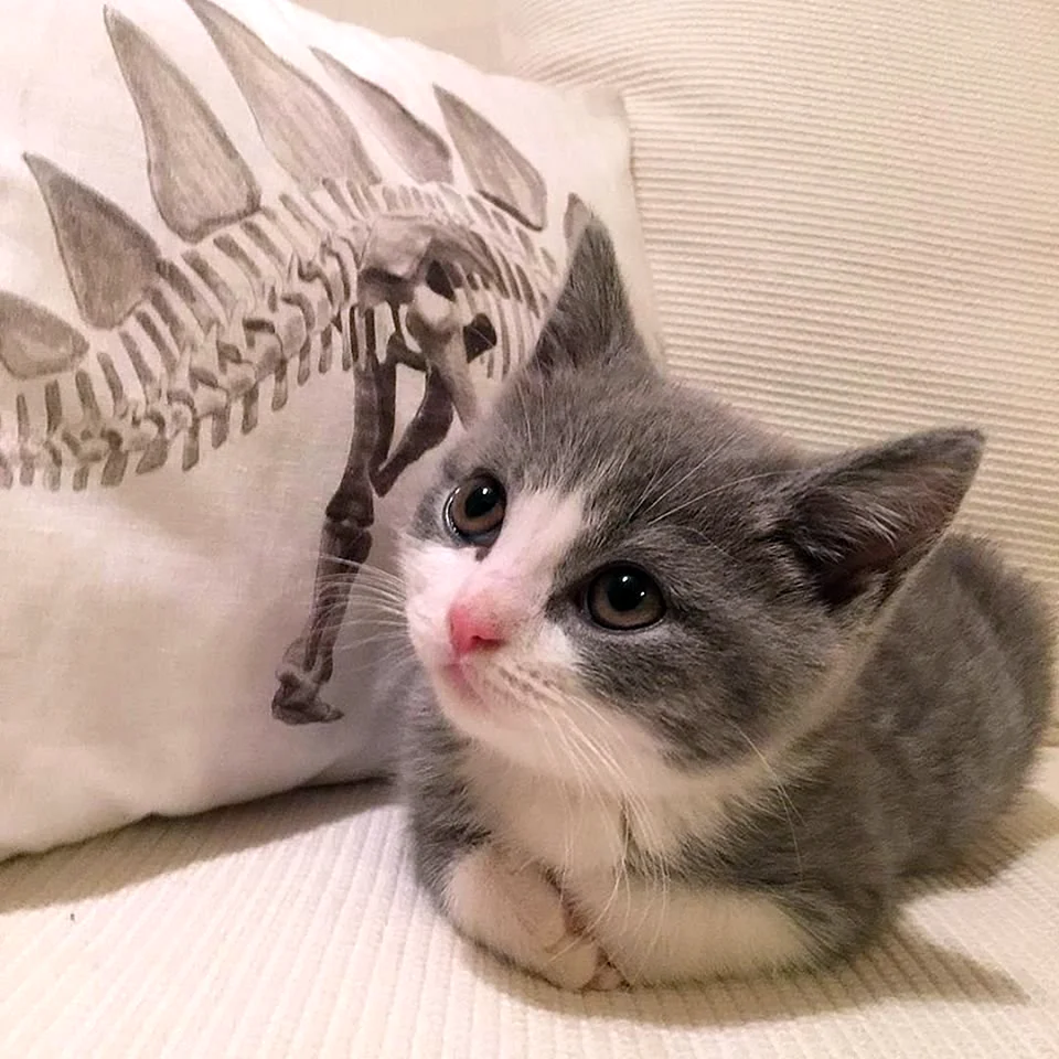 Милые котики