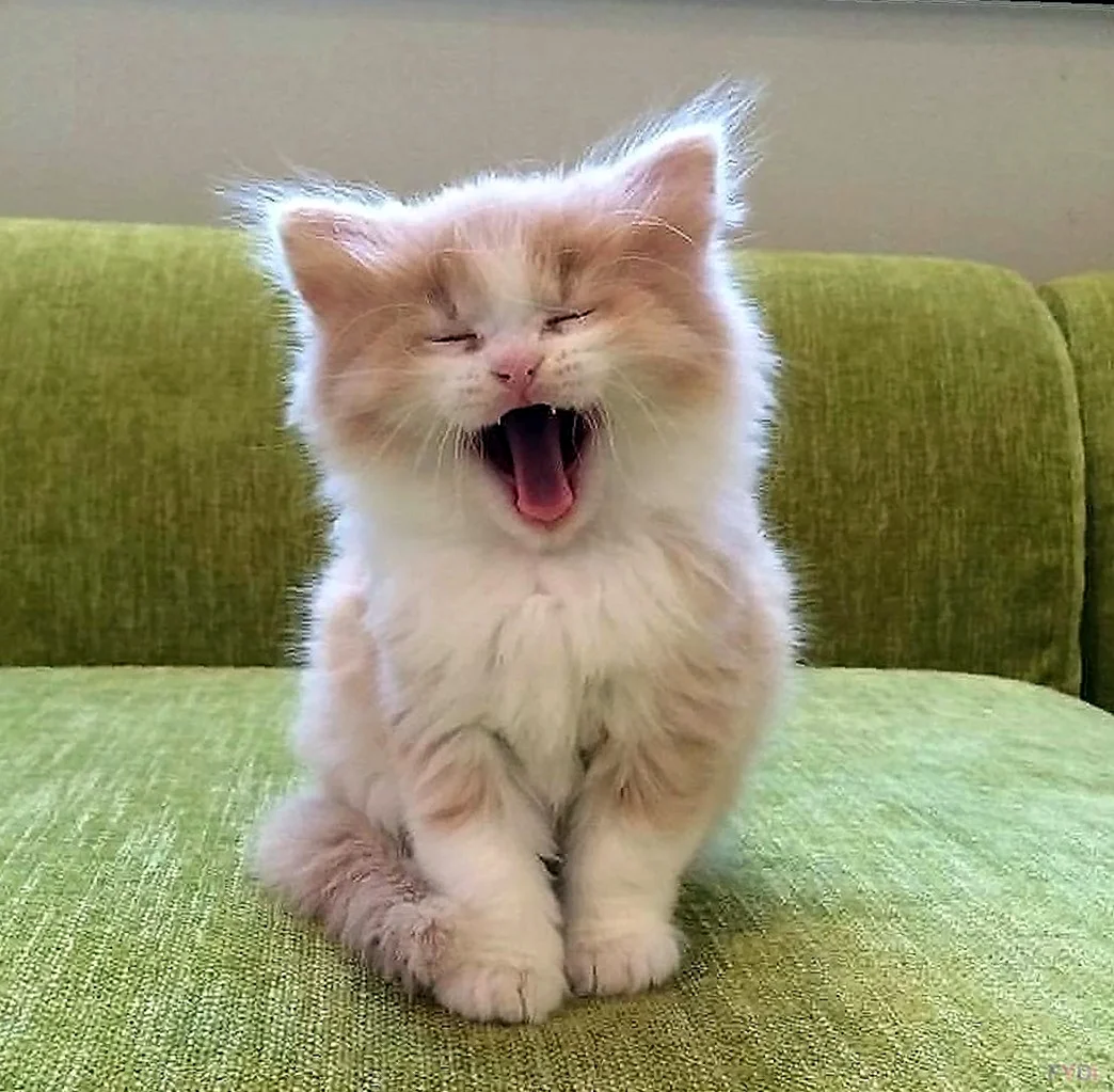 Милые коты