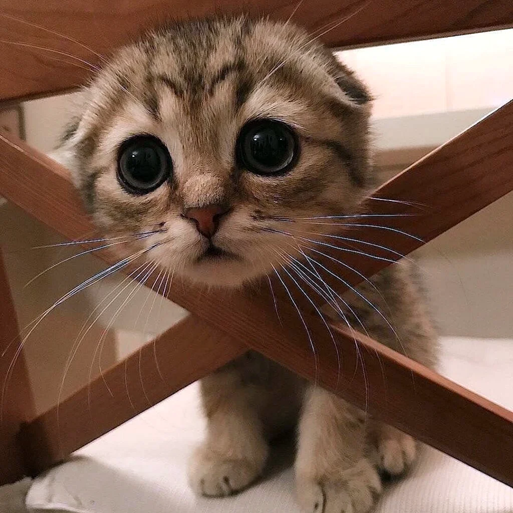 Милые коты