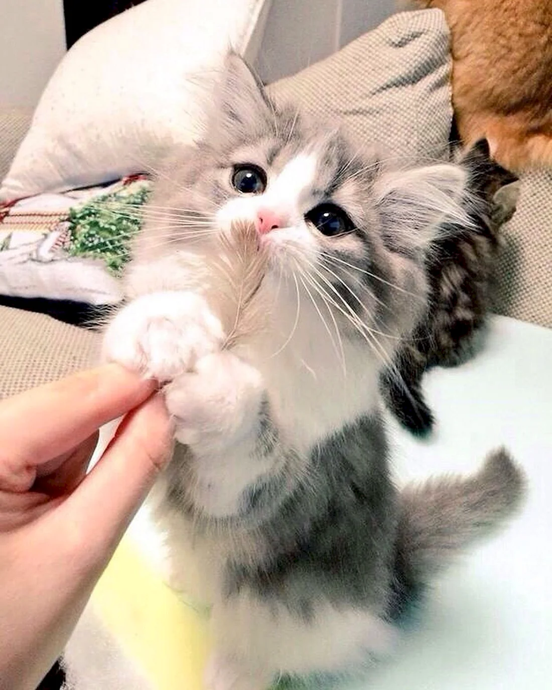 Милый котик