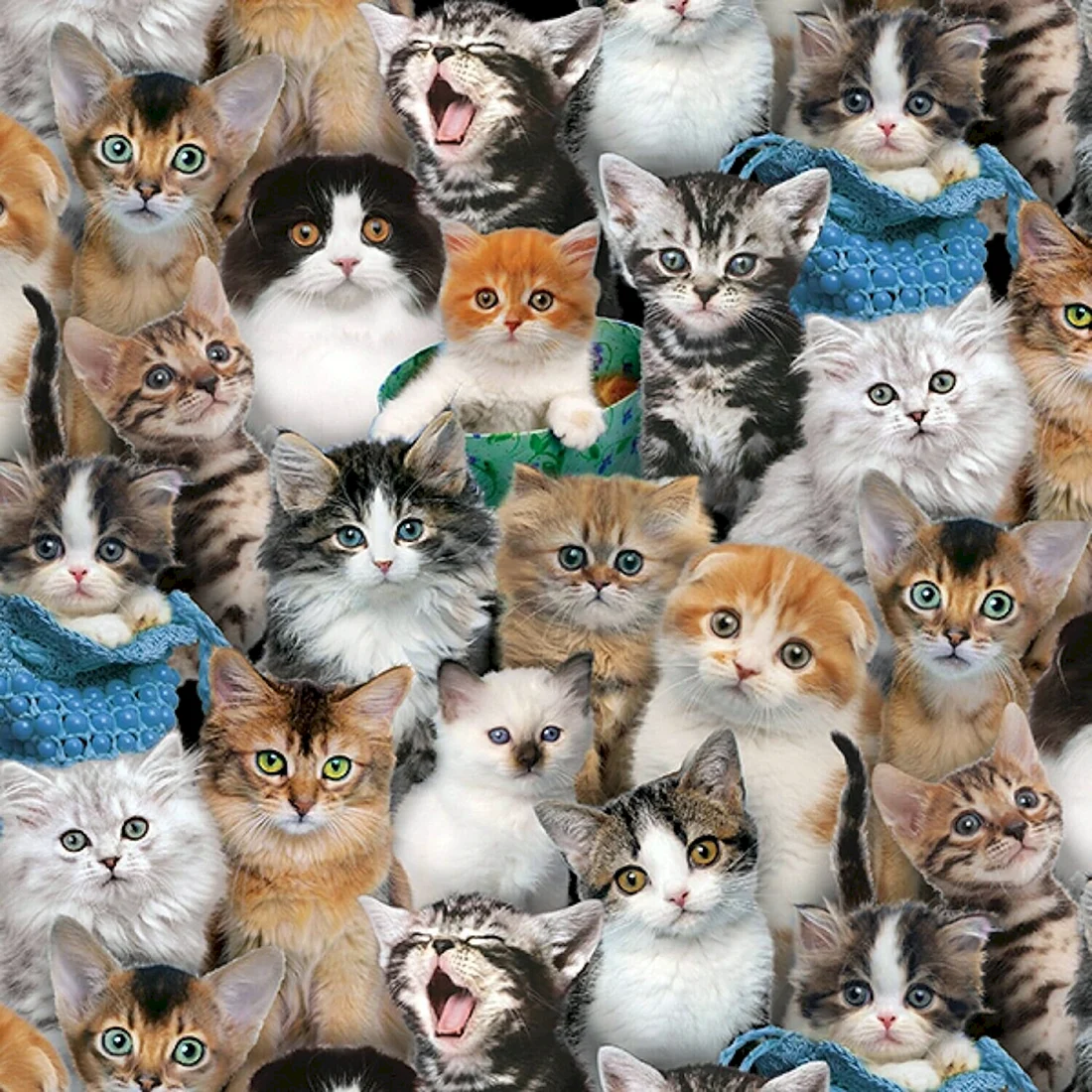 Много кошек