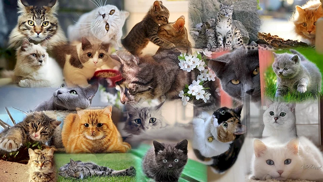 Много кошек