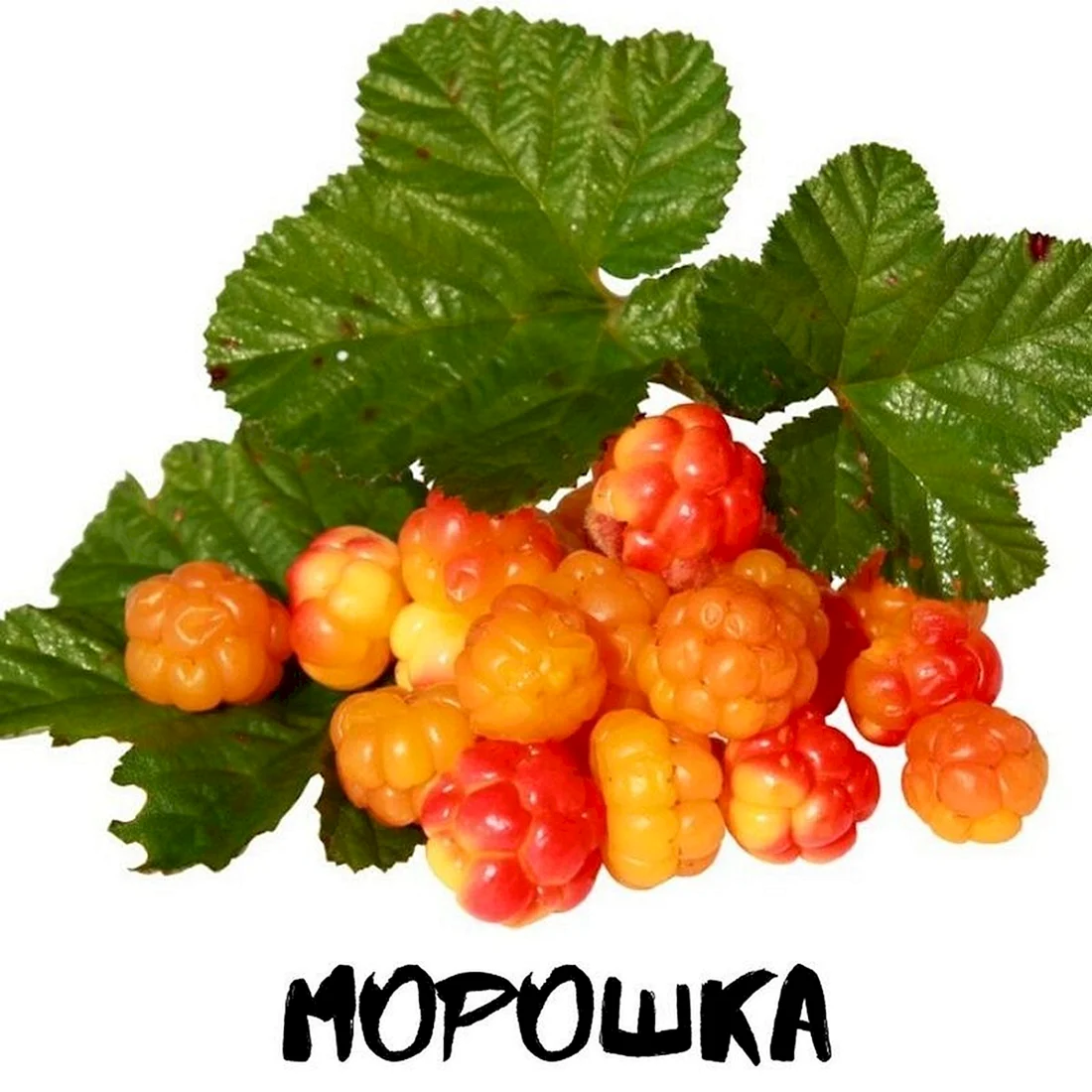 Морошка ягода