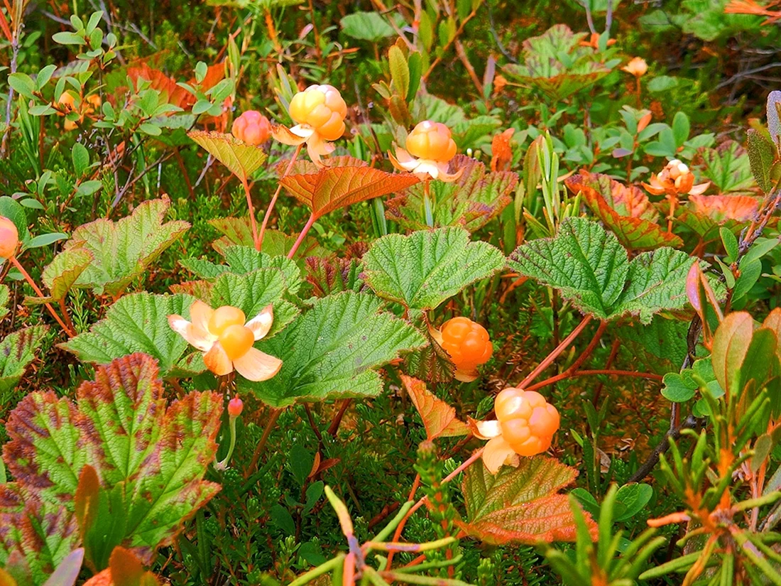 Морошка Rubus chamaemorus