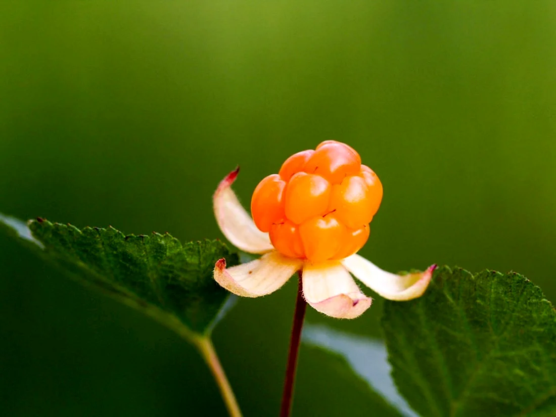 Морошка Rubus chamaemorus