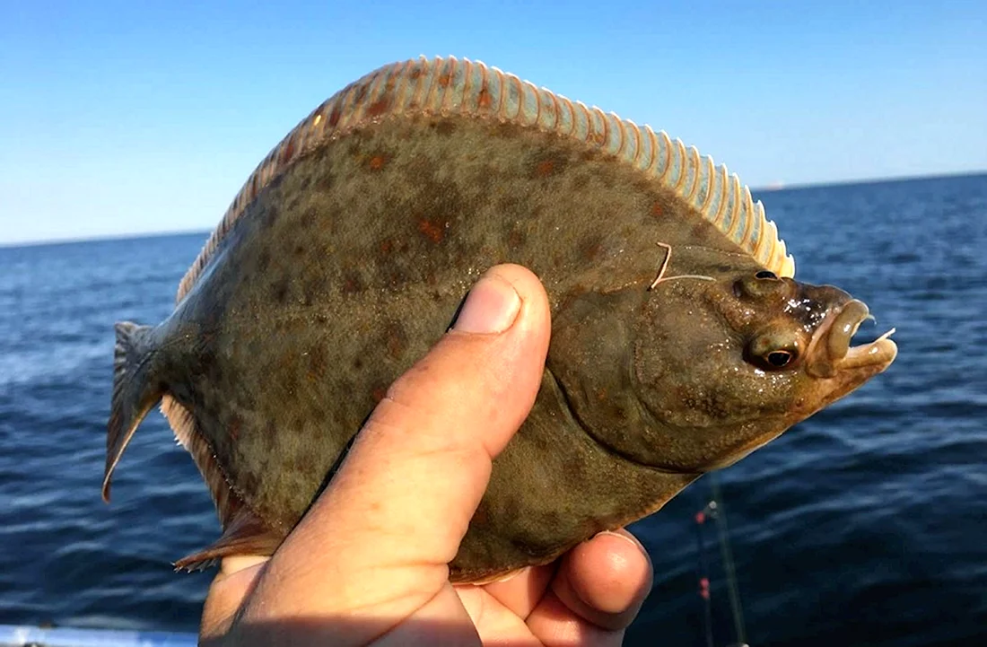 Морская камбала