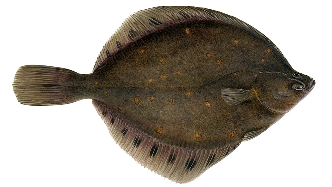 Морская камбала pleuronectes platessa