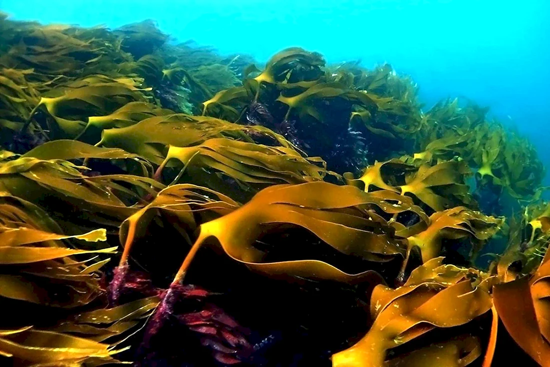 Морская капуста ламинария
