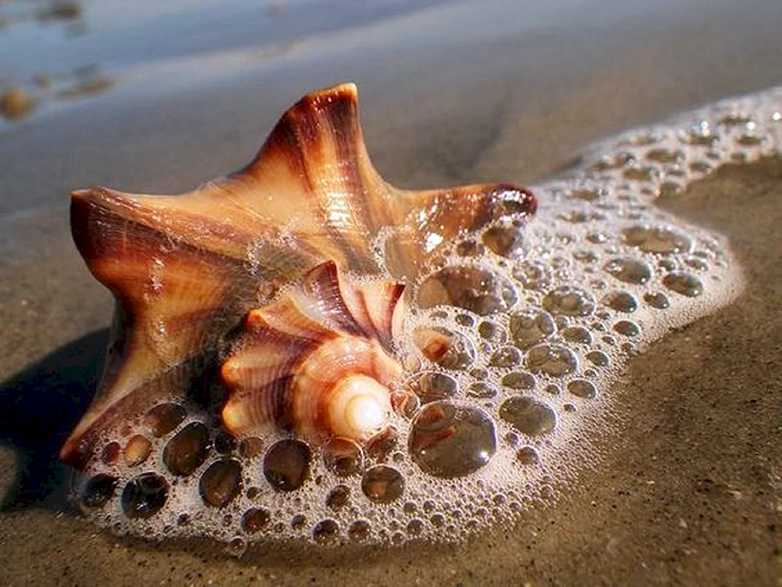 Морская раковина