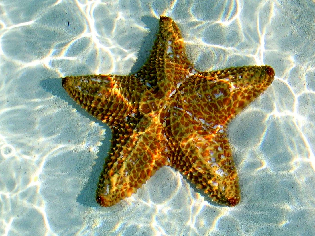 Морская звезда