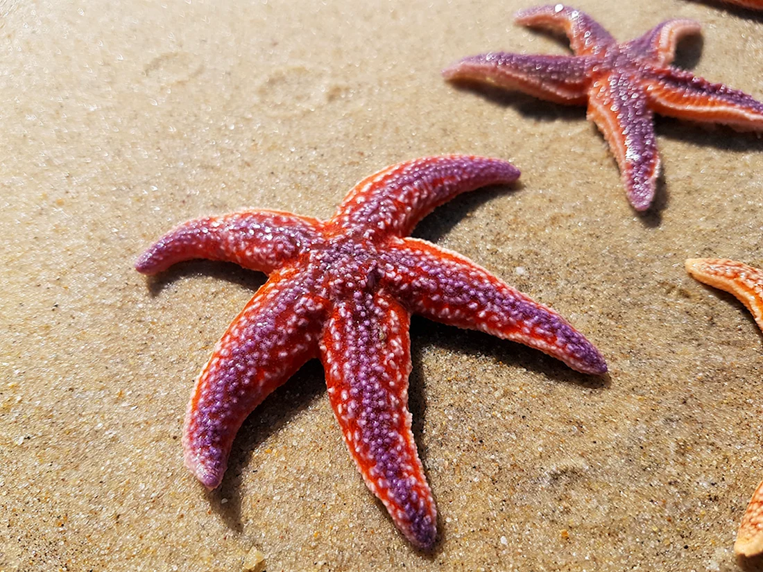 Морская звезда Lunckia Columbiae