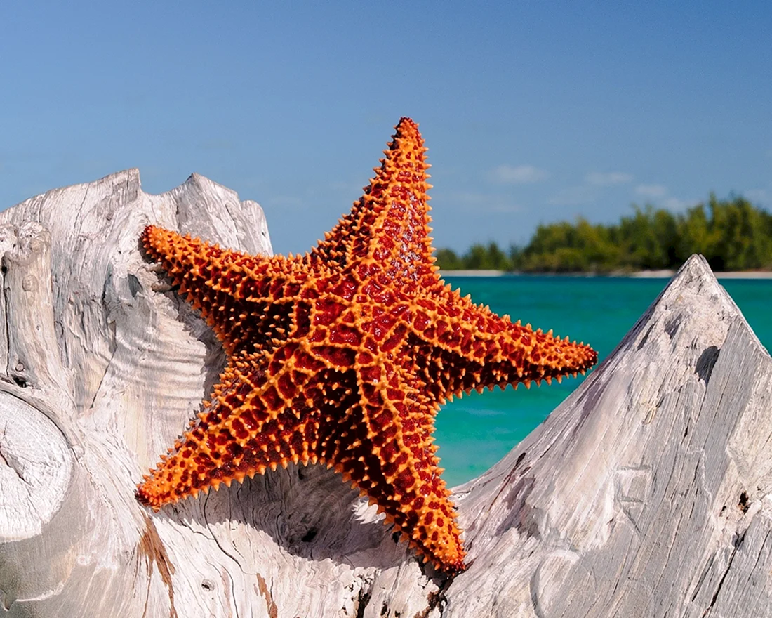 Морская звезда - Starfish