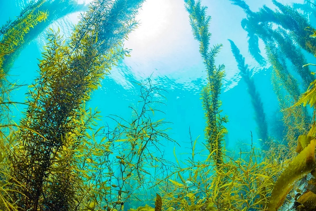 Морские водоросли келп
