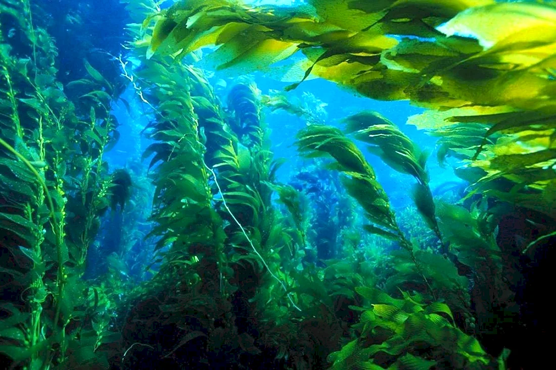 Морские водоросли ламинария