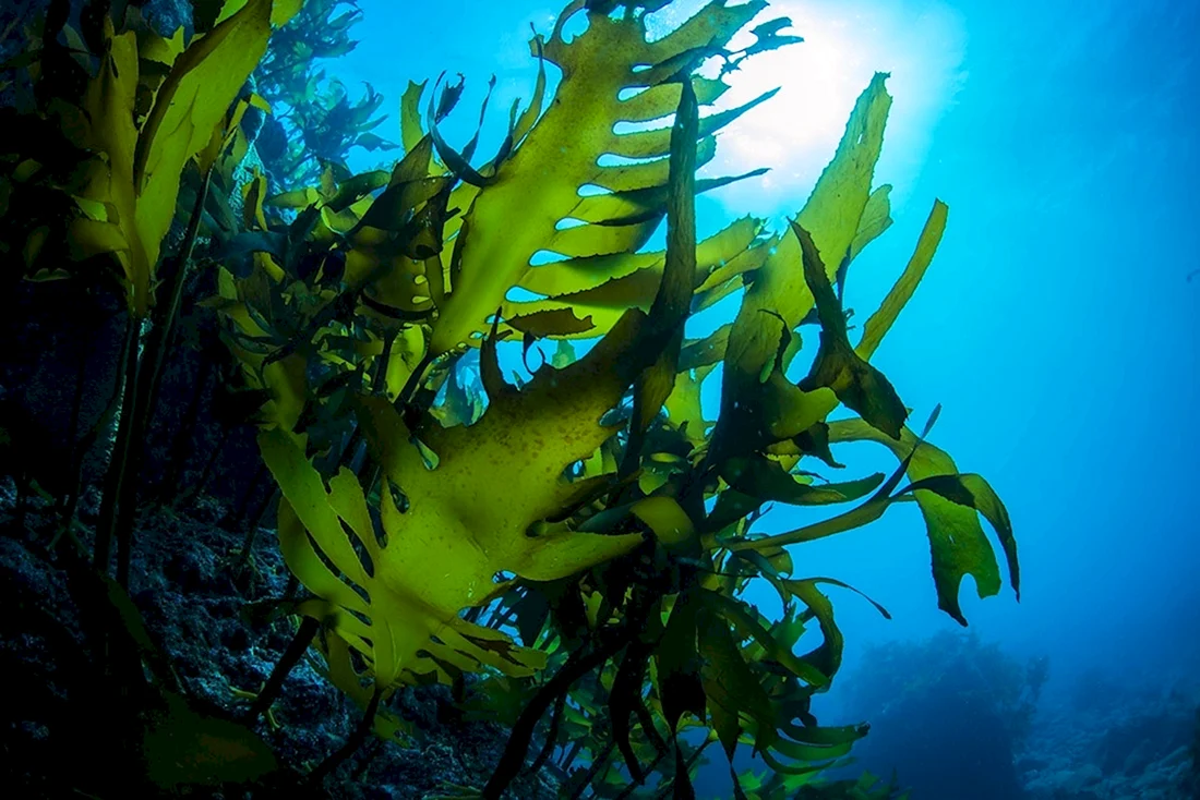 Морские водоросли ламинария