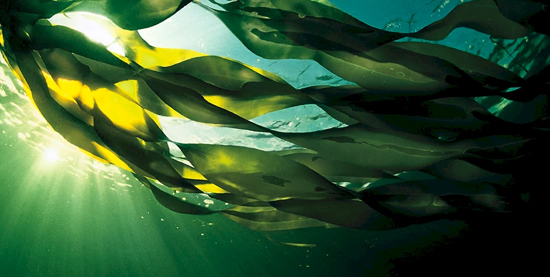 Морские водоросли ламинария