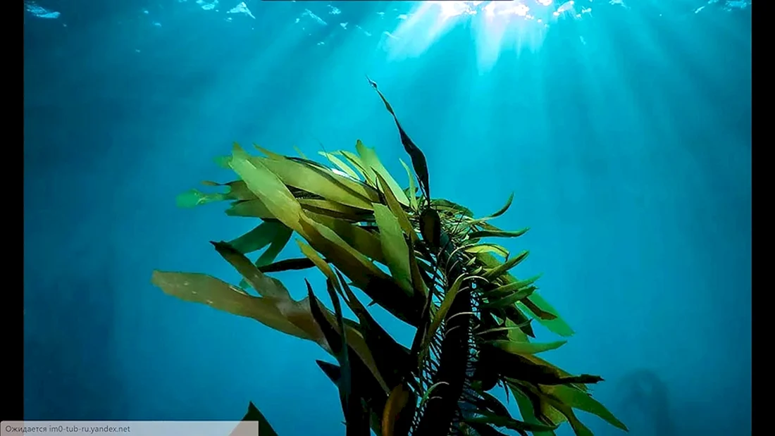 Морские водоросли ламинария
