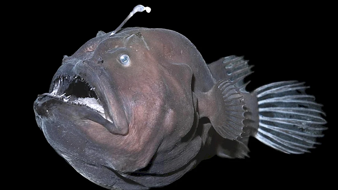 Морской черт удильщик
