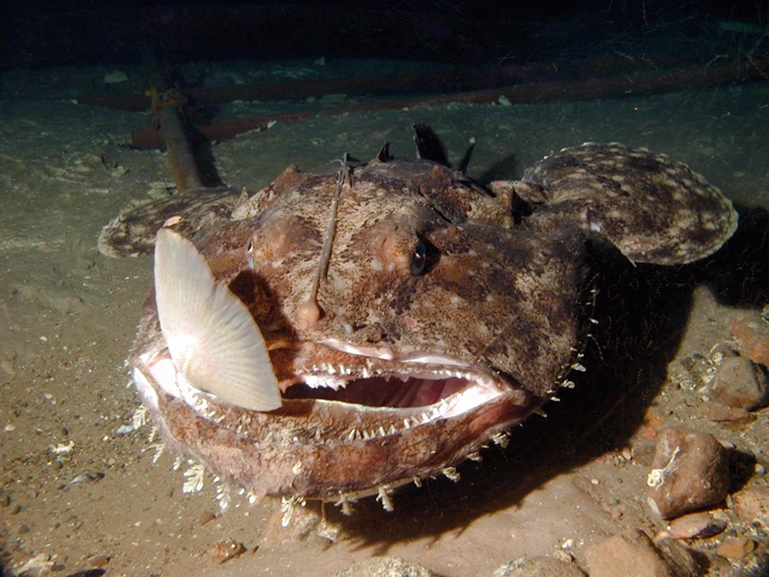 Морской чёрт удильщик
