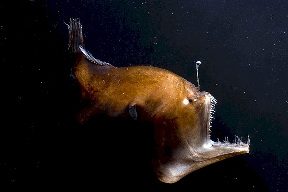 Морской черт удильщик