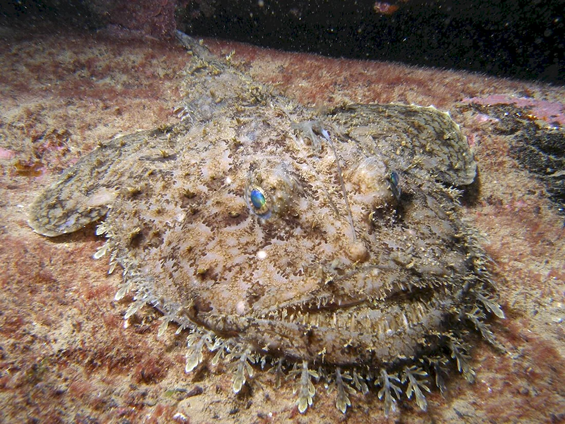Морской чёрт удильщик