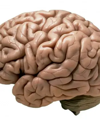 Мозг на белом фоне