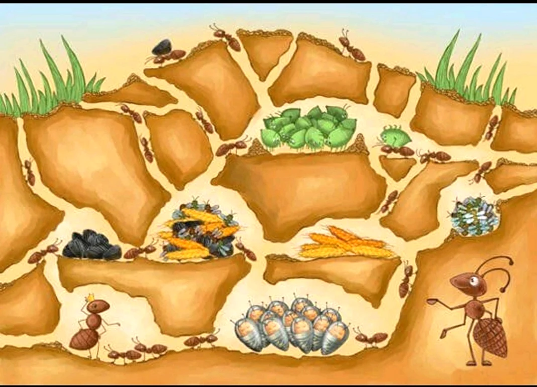 Муравьи строение муравейника