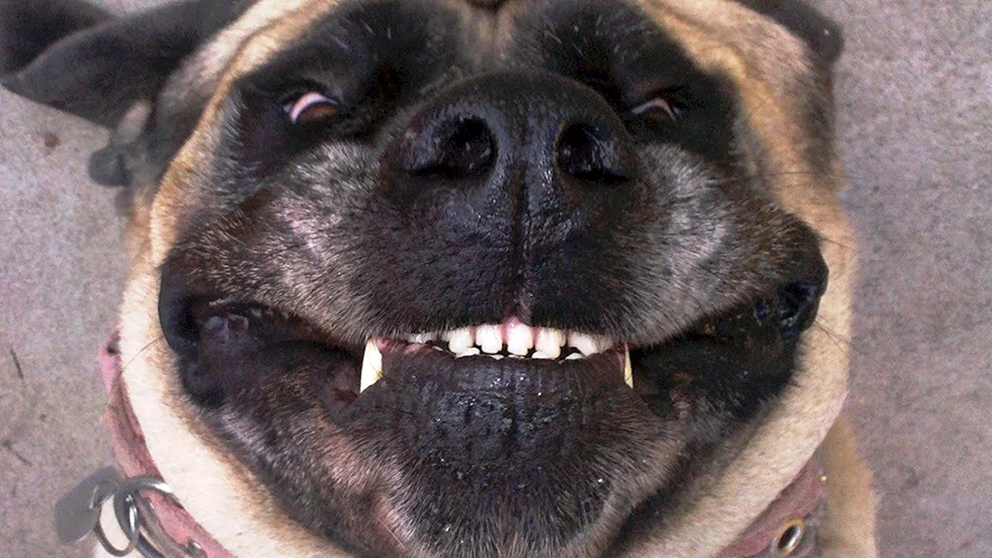 Мустаф собака