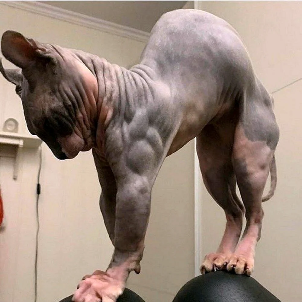 Накаченные лысые коты