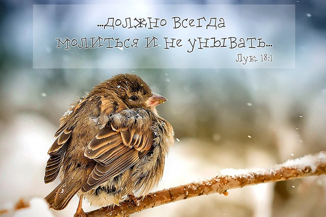 Нахохлившийся Воробей