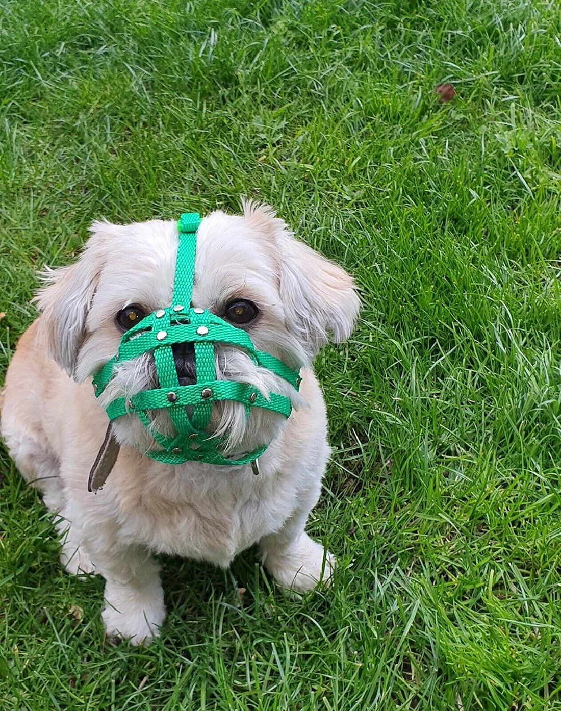 Намордник Leather Dog Muzzle for Shih Tzu and other Flat face faced short snout