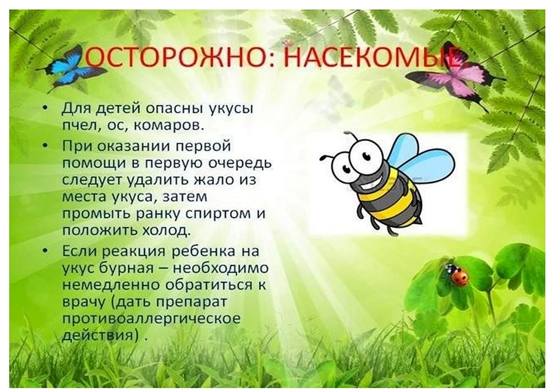 Насекомые летом для дошкольников
