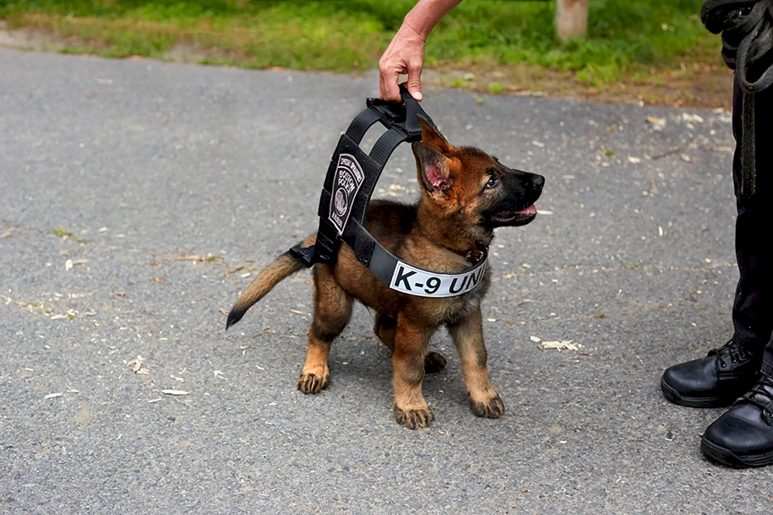 Немецкая овчарка k9