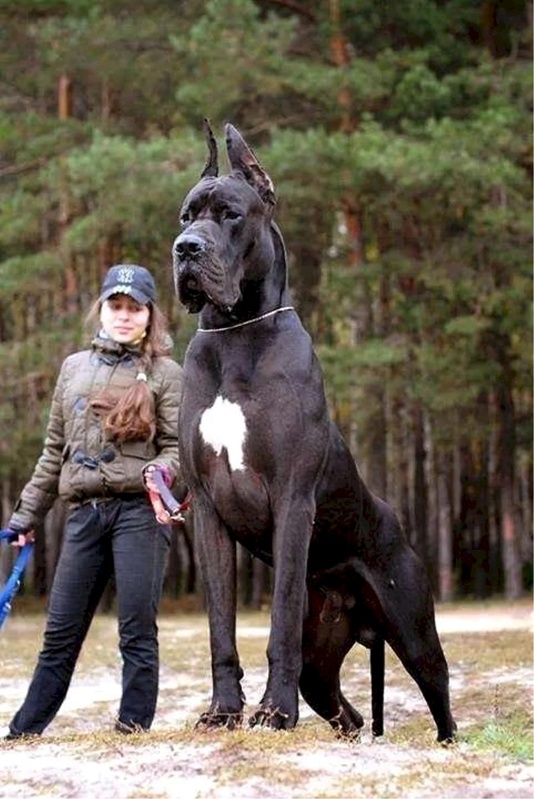 Немецкий дог гигантский Джордж