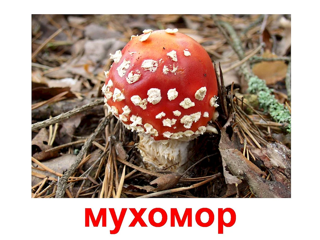 Несъедобные грибы мухомор для дошкольников