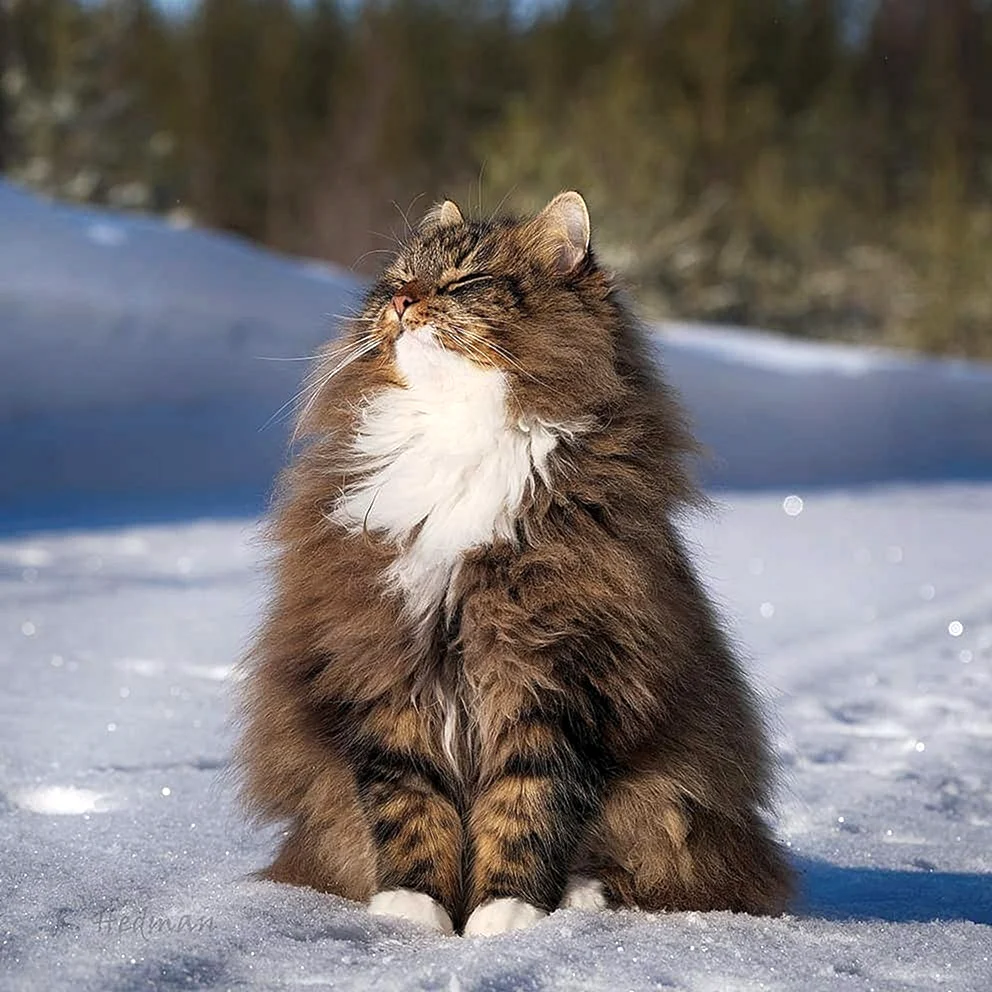 Норвежский Лесной кот