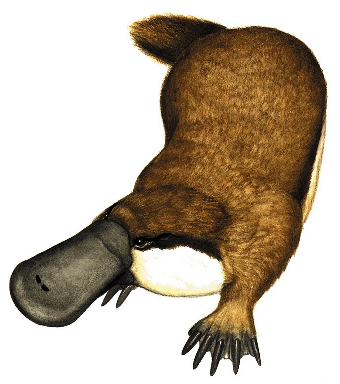 Obdurodon dicksoni