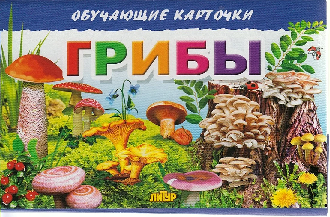 Обучающие карточки. Грибы