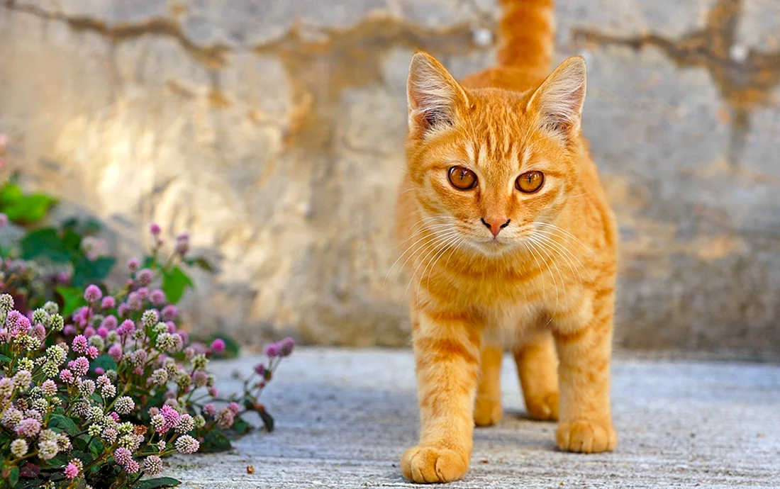 Охос азулес кошка рыжий