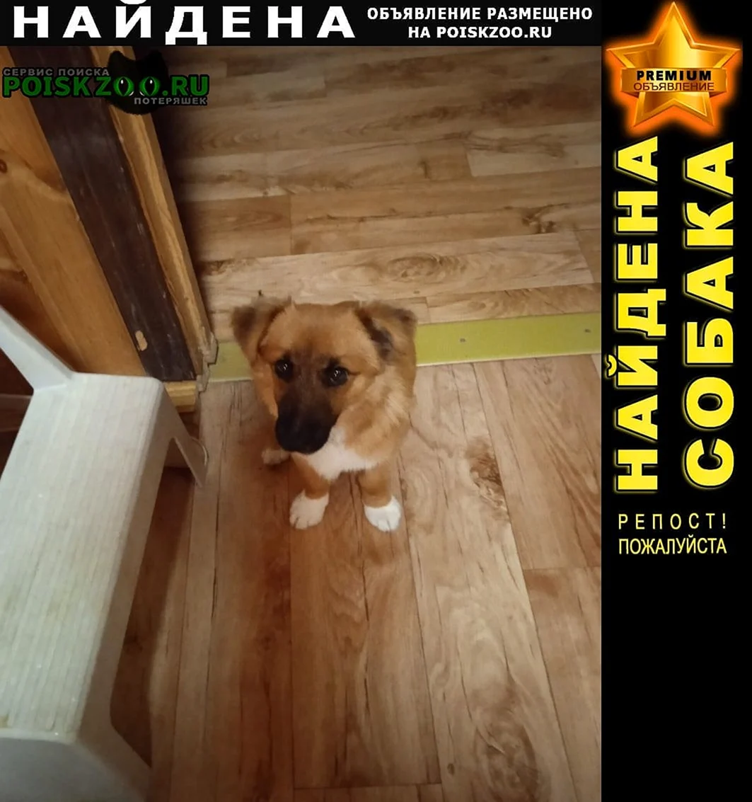 Окрасы животных