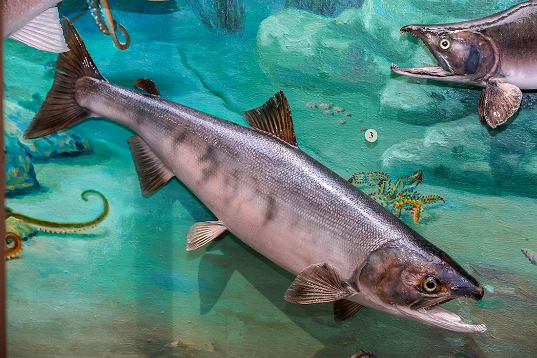 Oncorhynchus Keta