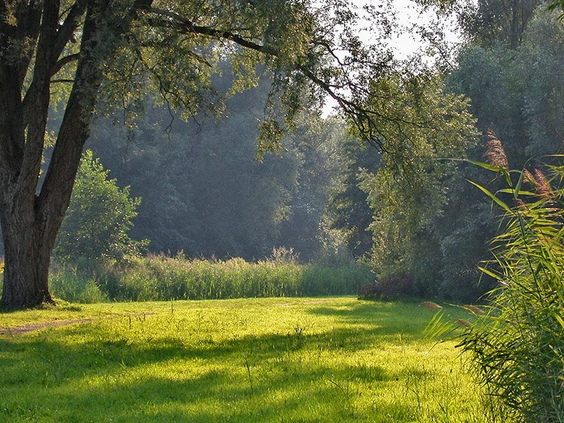 Лесная поляна картинка (44 фото)