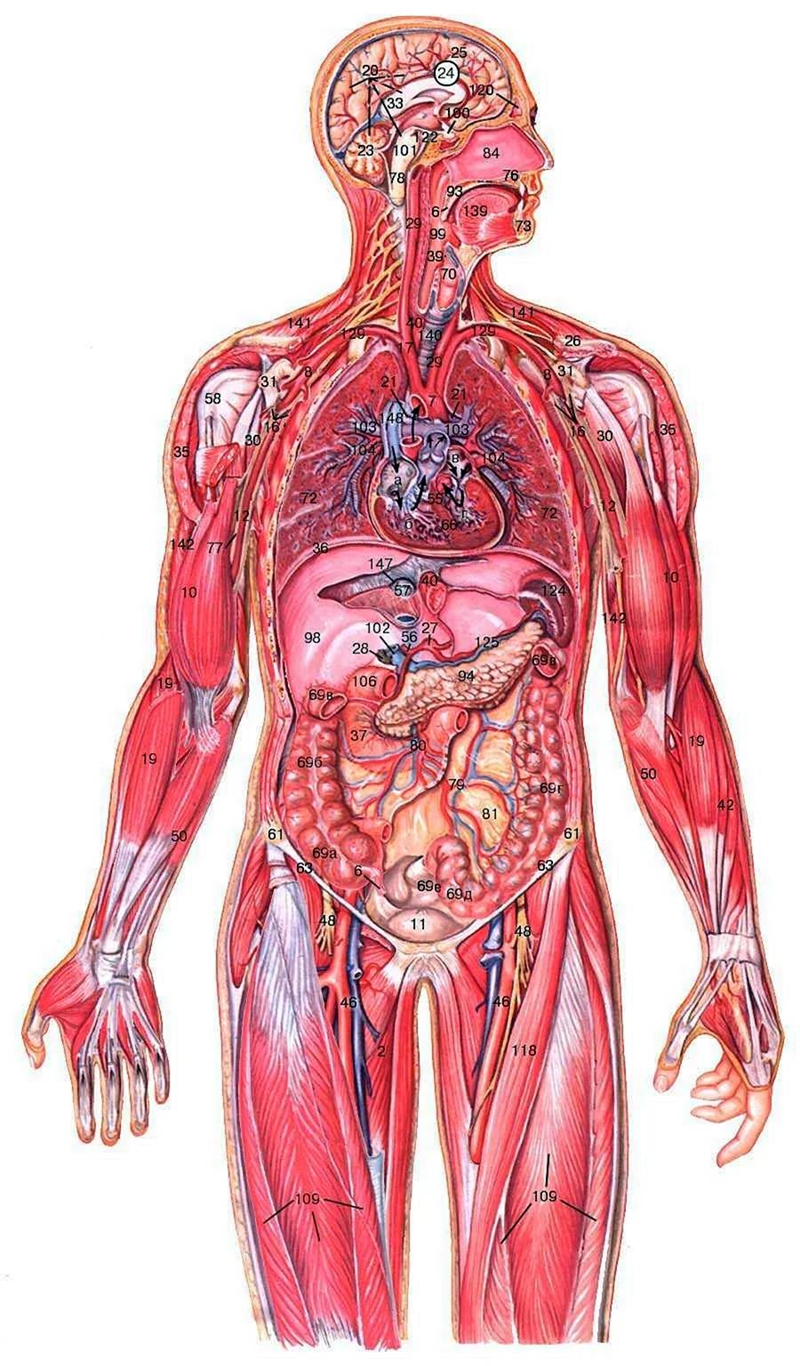 Анатомия человека органы 34 фотографии