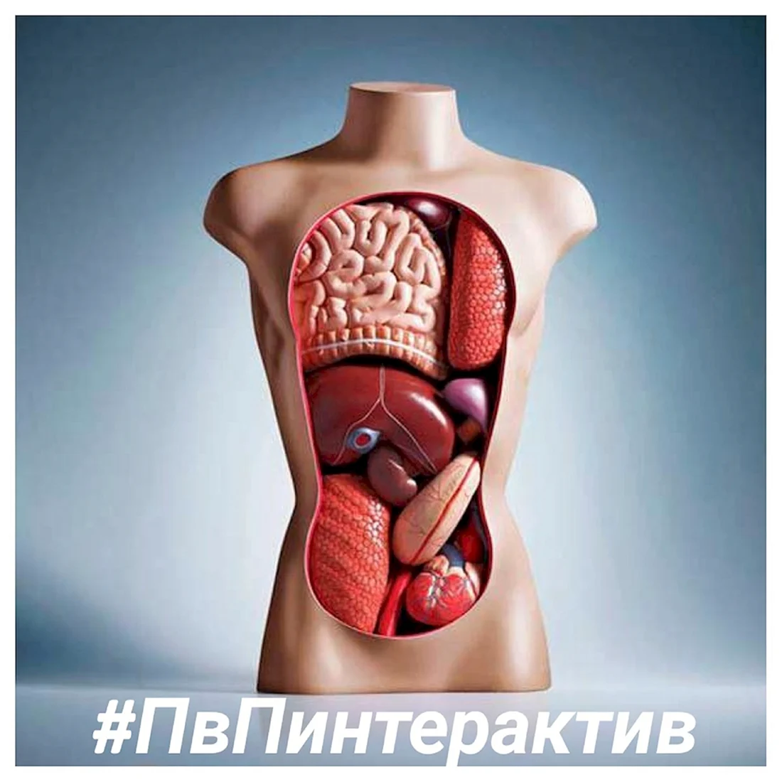 Органы человека