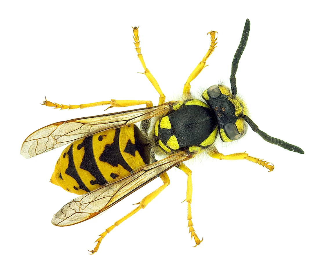 Оса Германская Vespula Germanica