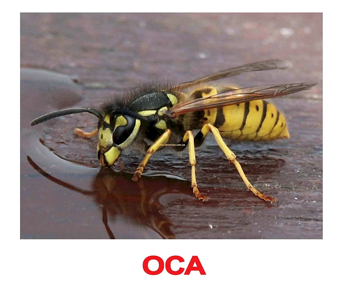 Оса название