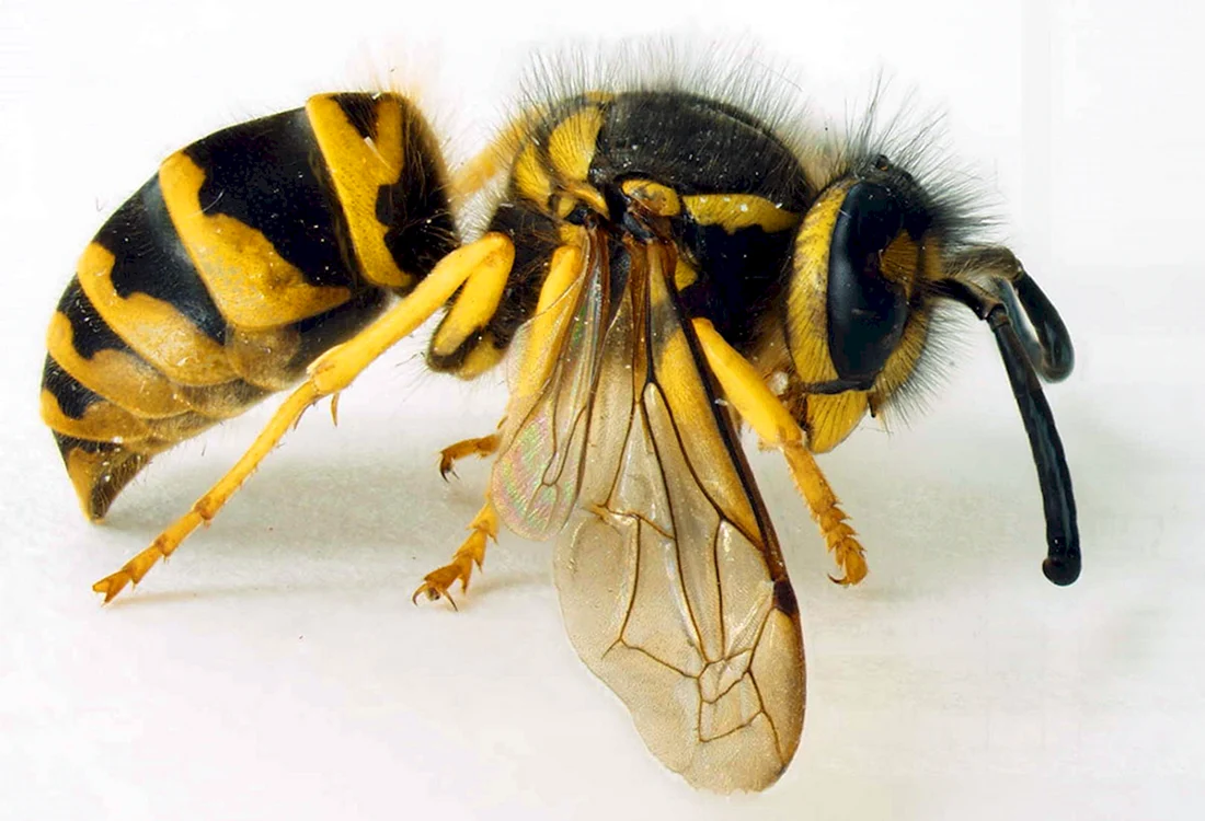 Оса Yellow Jacket